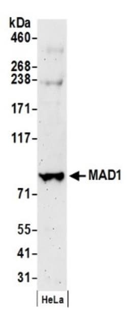 MAD1L1/MAD1 Antibody, Novus Biologicals 0.1mg; Unlabeled:Antibodies, Polyclonal